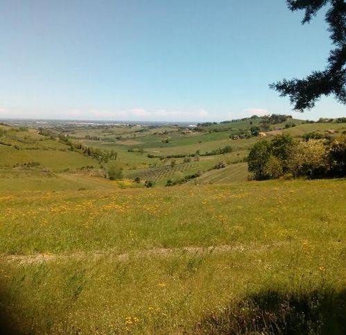 terreno agricolo in vendita a Bertinoro
