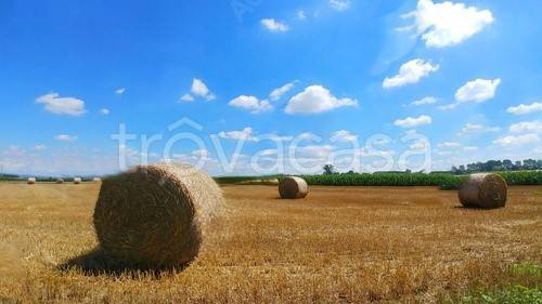 terreno agricolo in vendita a Bertinoro in zona Santa Maria Nuova Spallicci