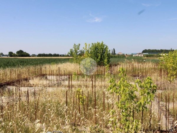 terreno agricolo in vendita a Bertinoro in zona Santa Maria Nuova Spallicci