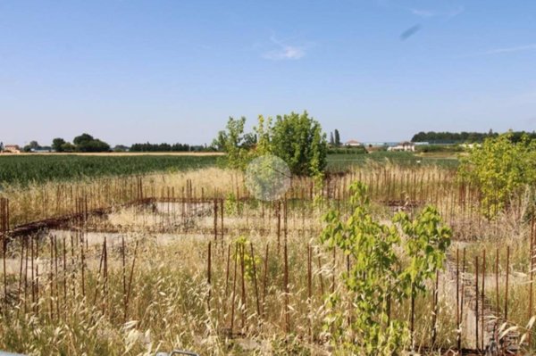 terreno agricolo in vendita a Bertinoro in zona Santa Maria Nuova Spallicci