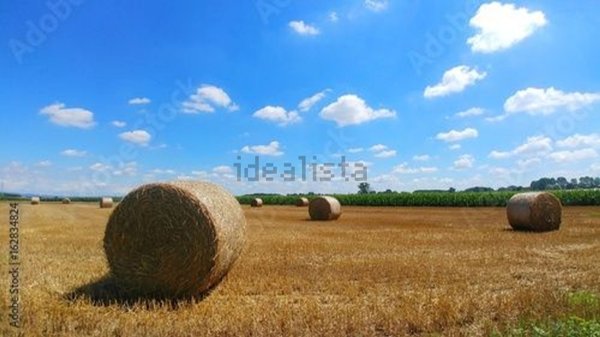 terreno agricolo in vendita a Bertinoro in zona Santa Maria Nuova Spallicci