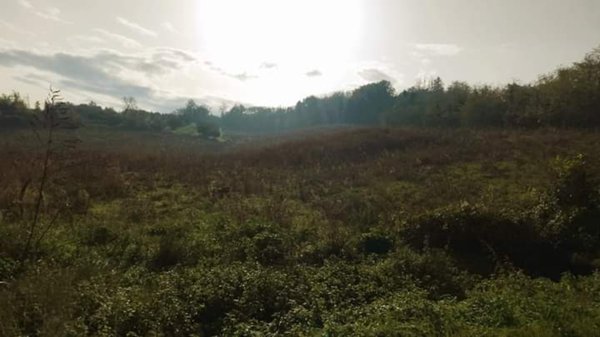 terreno agricolo in vendita a Borghi