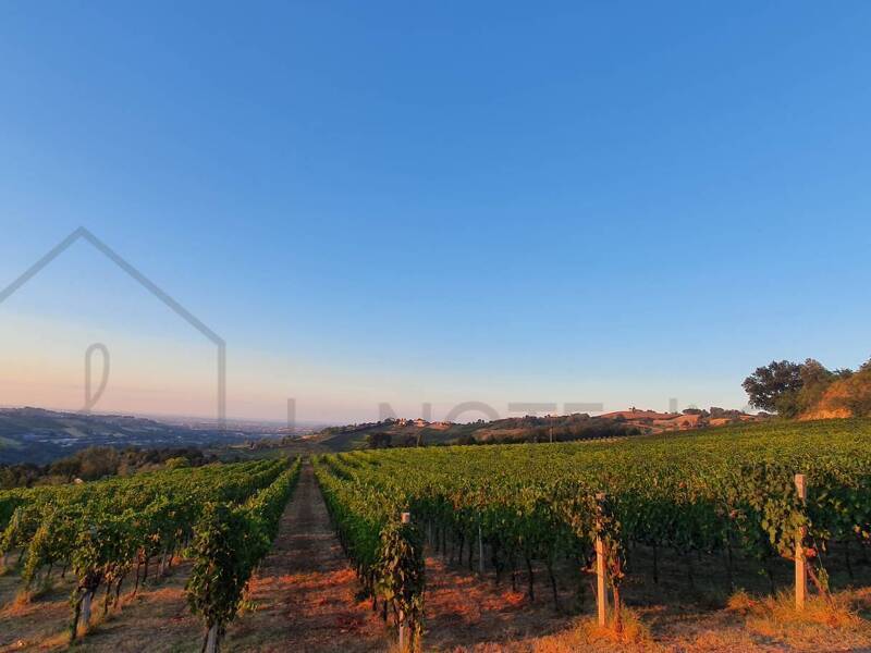 azienda agricola in vendita a Borghi