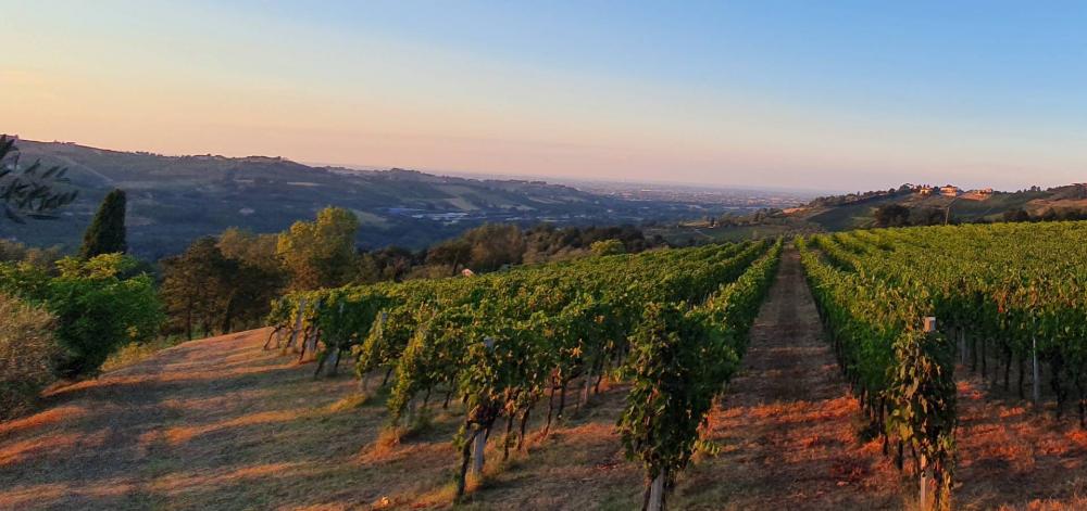 azienda agricola in vendita a Borghi