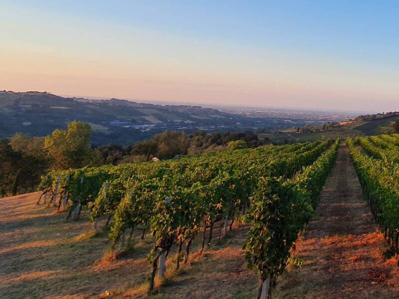 azienda agricola in vendita a Borghi