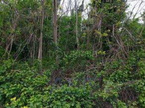 terreno agricolo in vendita a Borghi