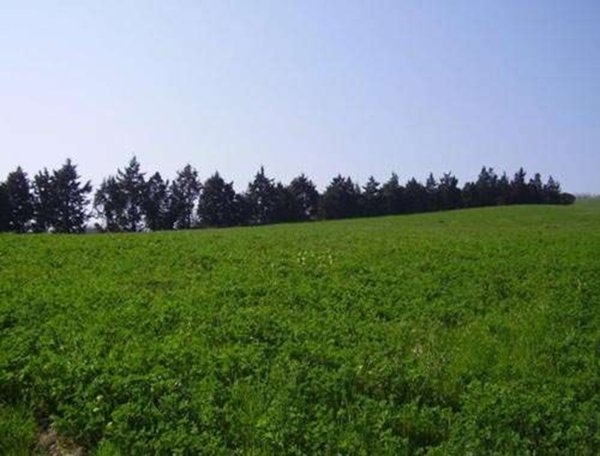 terreno edificabile a Castrocaro Terme e Terra del Sole in zona Pieve Salutare