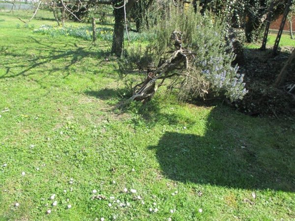 casa indipendente in vendita a Cesena in zona Oltresavio