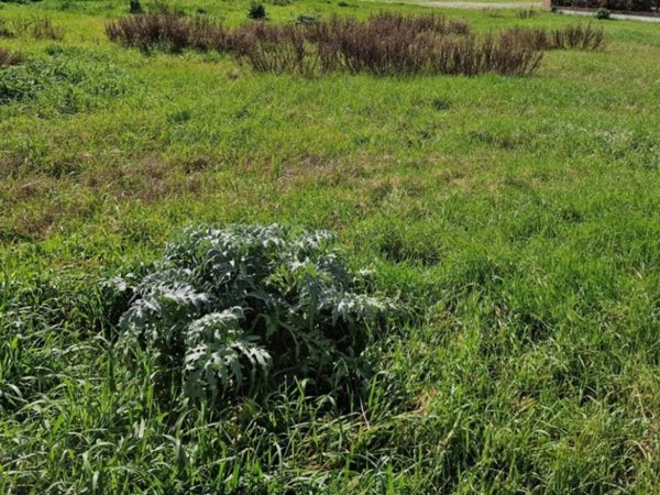 terreno agricolo in vendita a Cesena