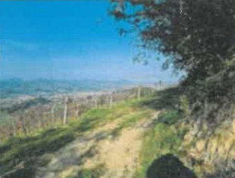 terreno agricolo in vendita a Cesena
