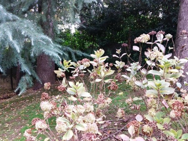 casa indipendente in vendita a Cesena in zona San Tomaso