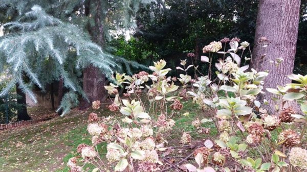 casa indipendente in vendita a Cesena in zona Carpineta