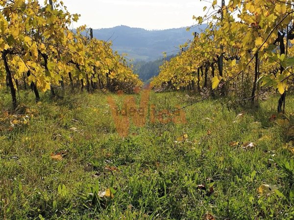 terreno agricolo in vendita a Cesena in zona Carpineta