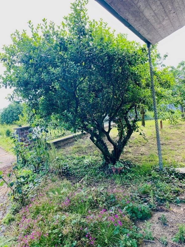 casa indipendente in vendita a Cesena in zona Borgo Paglia