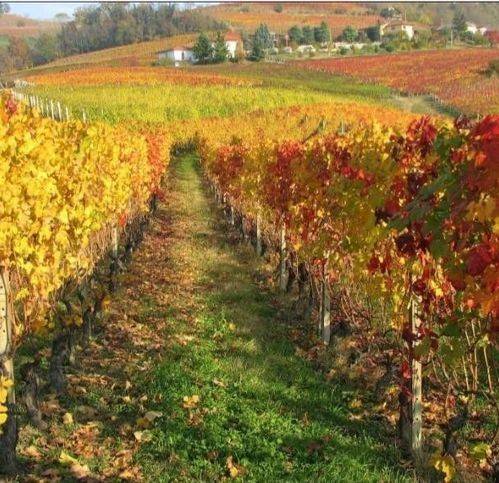 casa indipendente in vendita a Cesena in zona Oltresavio