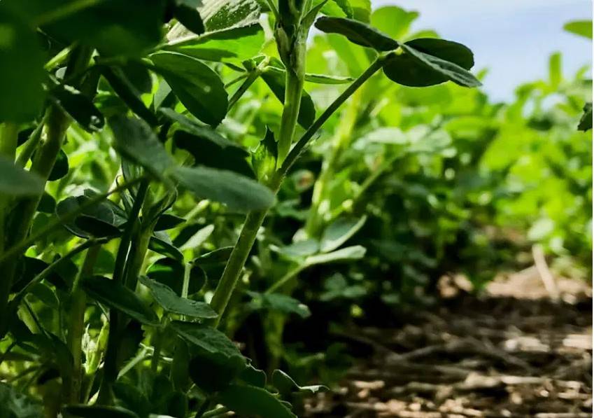 terreno agricolo in vendita a Cesena in zona Settecrociari