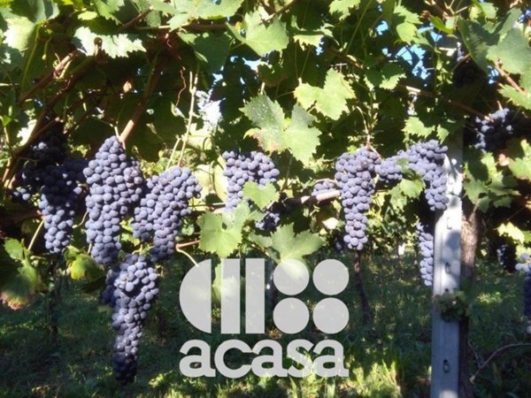 azienda agricola in vendita a Cesena in zona San Carlo