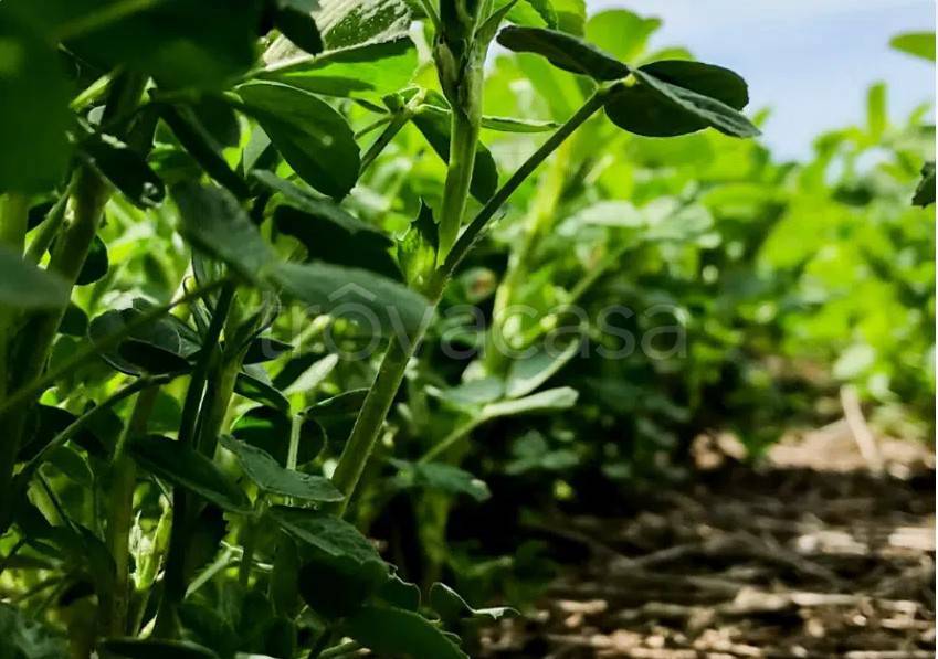 terreno agricolo in vendita a Cesena in zona Settecrociari