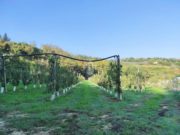 terreno agricolo in vendita a Cesena