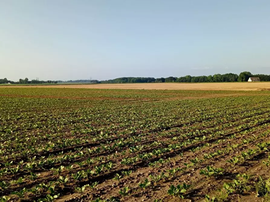 terreno agricolo in vendita a Cesena in zona Bagnile
