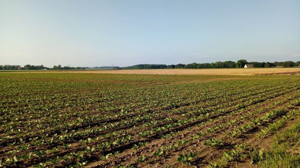 terreno agricolo in vendita a Cesena in zona Bagnile