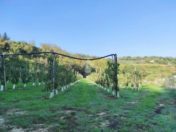 terreno agricolo in vendita a Cesena in zona Carpineta