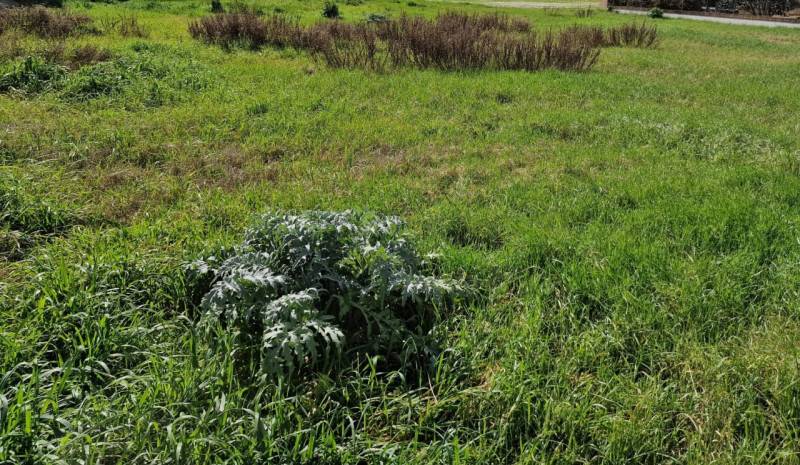 terreno edificabile in vendita a Cesenatico in zona Bagnarola
