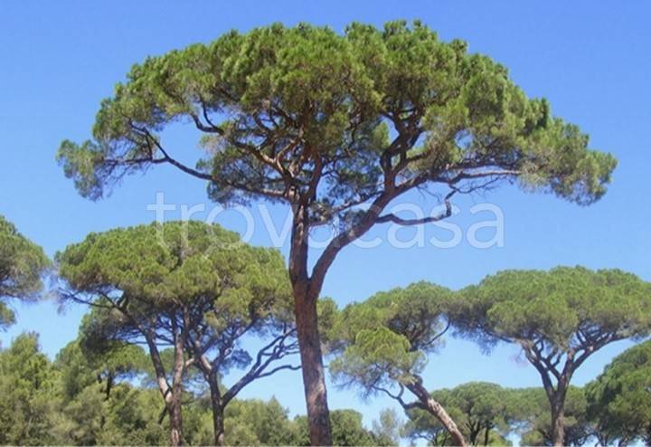 terreno edificabile in vendita a Cesenatico in zona Villamarina