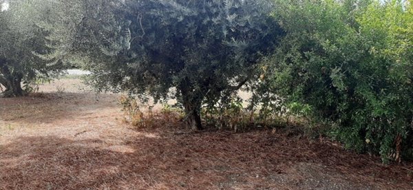 casa indipendente in vendita a Cesenatico