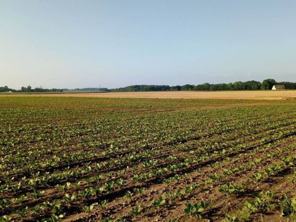 terreno agricolo in vendita a Cesenatico in zona Bagnarola
