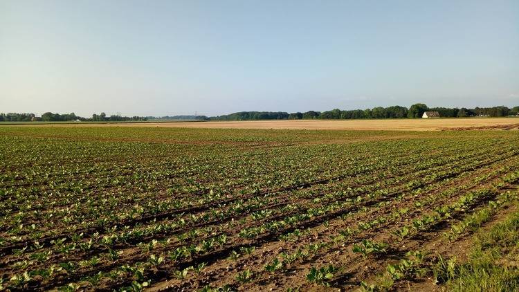 terreno agricolo in vendita a Cesenatico in zona Bagnarola
