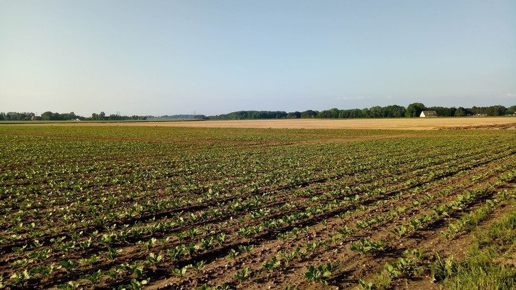 terreno in vendita a Cesenatico in zona Bagnarola