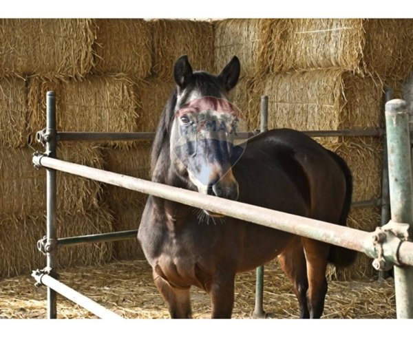 casale in vendita a Civitella di Romagna