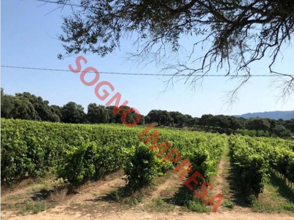 terreno agricolo in vendita a Forlì in zona Villagrappa
