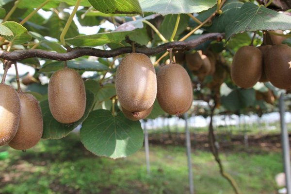 azienda agricola in vendita a Forlì