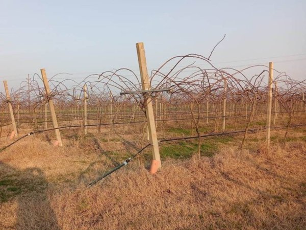 azienda agricola in vendita a Forlì in zona Pievequinta