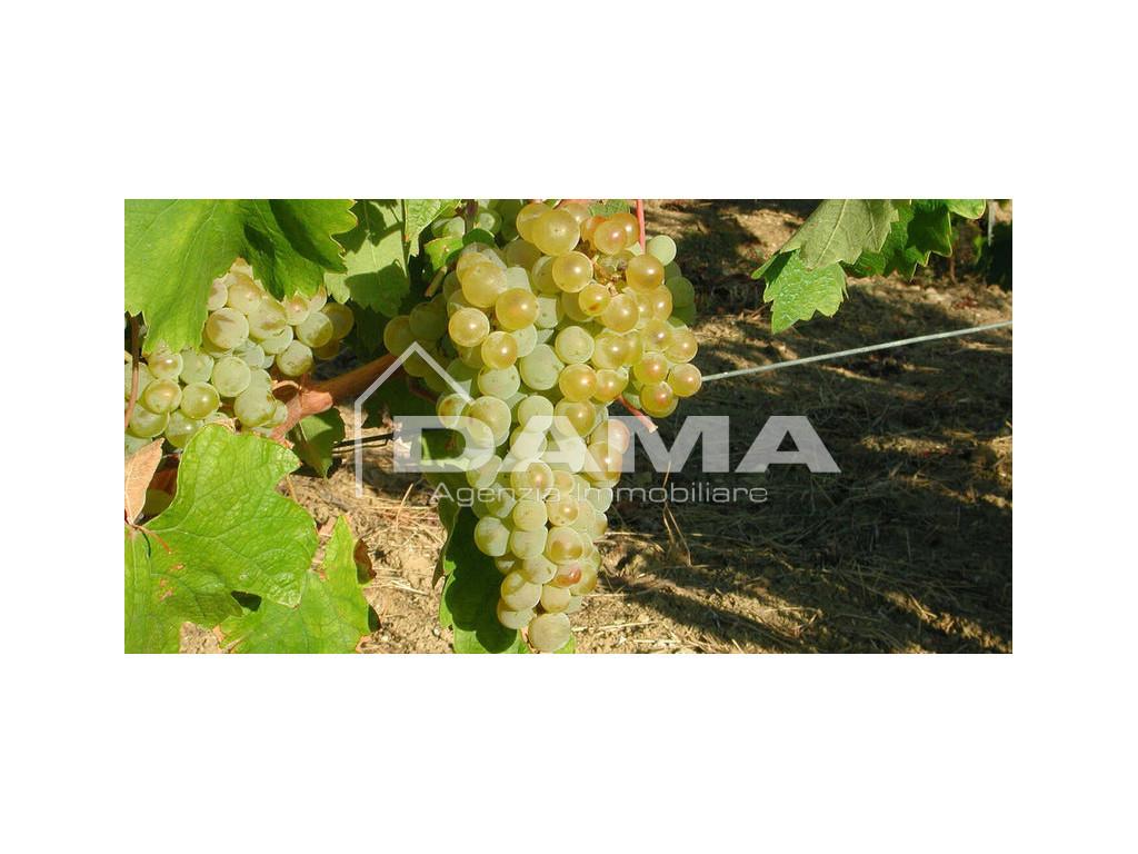 terreno agricolo in vendita a Forlì