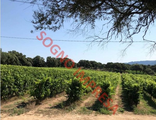 terreno agricolo in vendita a Forlì in zona Villagrappa