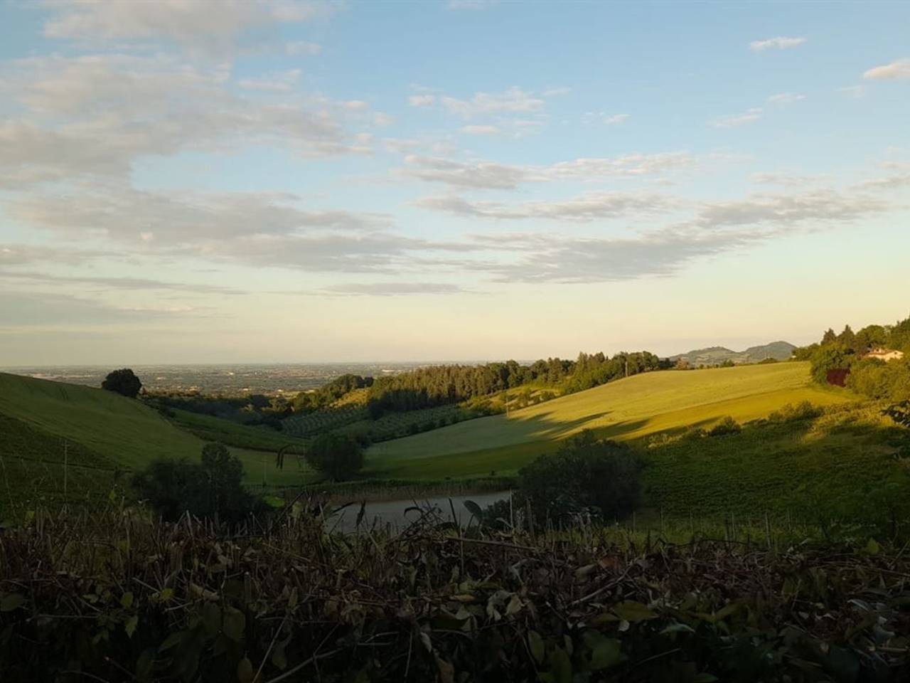 azienda agricola in vendita a Forlì in zona Grisignano