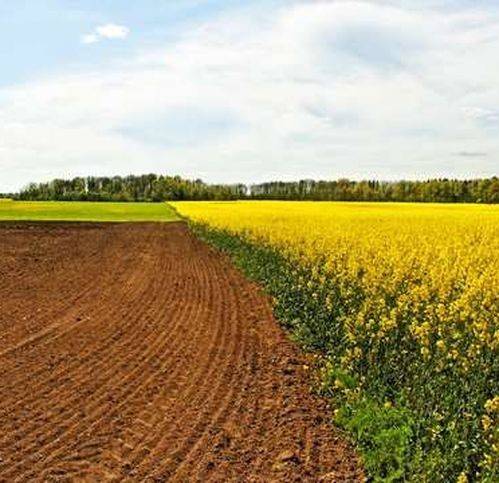 terreno agricolo in vendita a Forlì in zona Villagrappa