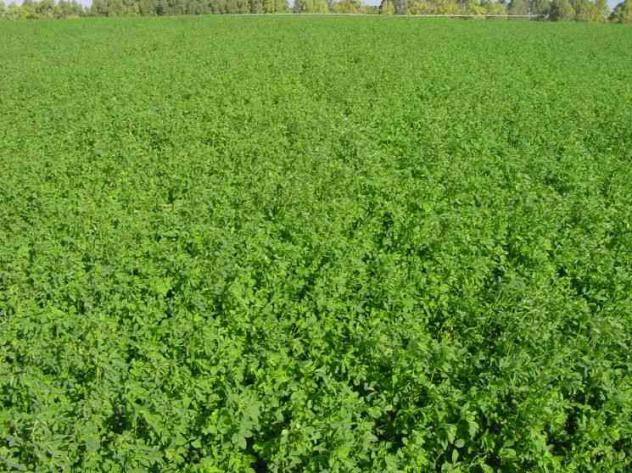 terreno agricolo in vendita a Forlimpopoli