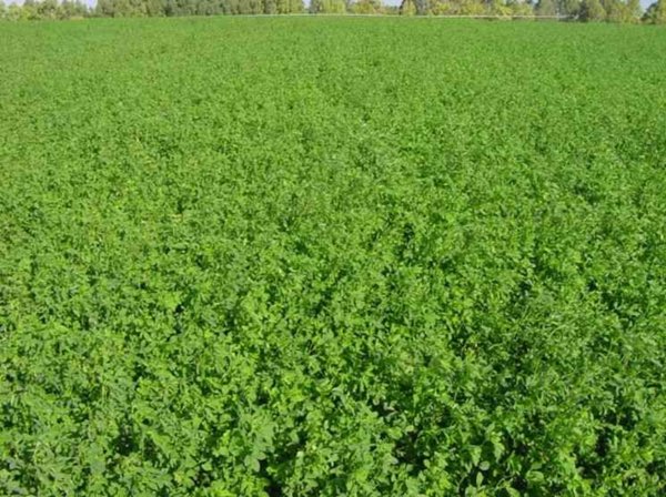 terreno agricolo in vendita a Forlimpopoli