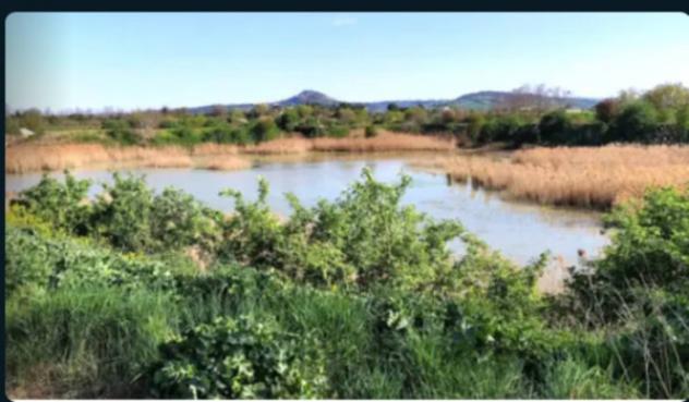 terreno agricolo in vendita a Forlimpopoli