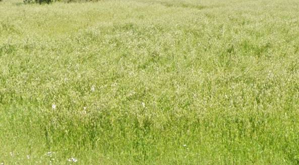 terreno edificabile in vendita a Forlimpopoli