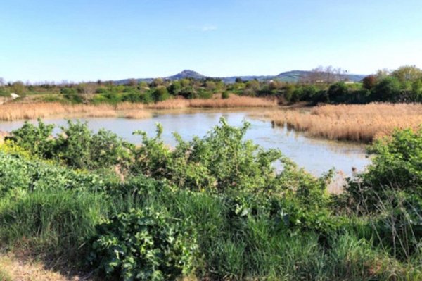 terreno in vendita a Forlimpopoli in zona Selbagnone