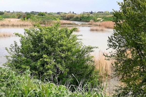 terreno in vendita a Forlimpopoli in zona Selbagnone