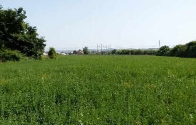 terreno agricolo in vendita a Gambettola