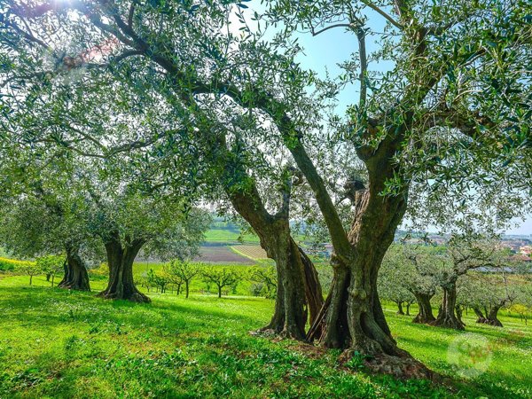 casa indipendente in vendita a Longiano