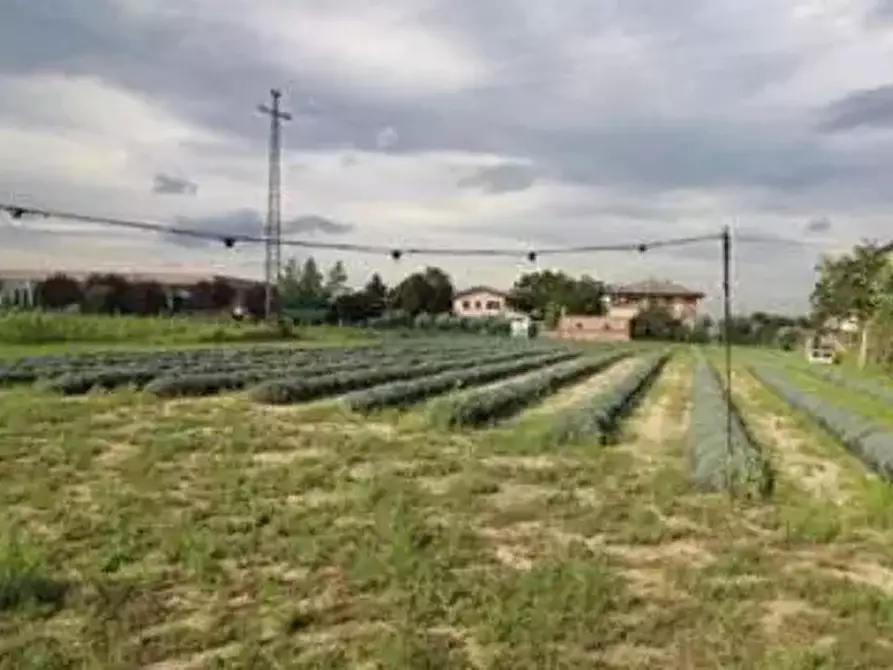 terreno agricolo in vendita a Longiano
