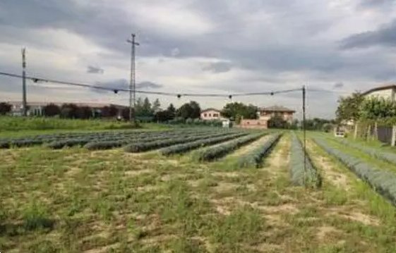 terreno agricolo in vendita a Longiano